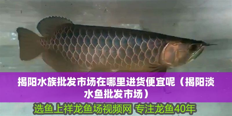 揭陽水族批發市場在哪里進貨便宜呢（揭陽淡水魚批發市場） 揭陽水族批發市場在哪里進貨便宜呢（揭陽淡水魚批發市場） 豬鼻龜百科 第1張