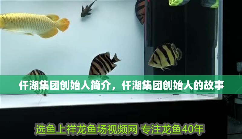 我的虎魚真菌感染了要怎么處理 仟湖集團創始人簡介,仟湖集團創始人的故事 龍魚論壇 仟湖集團創始人簡介,仟湖集團創始人的故事 仟湖集團創始人簡介,仟湖集團創始人的故事 龍魚論壇