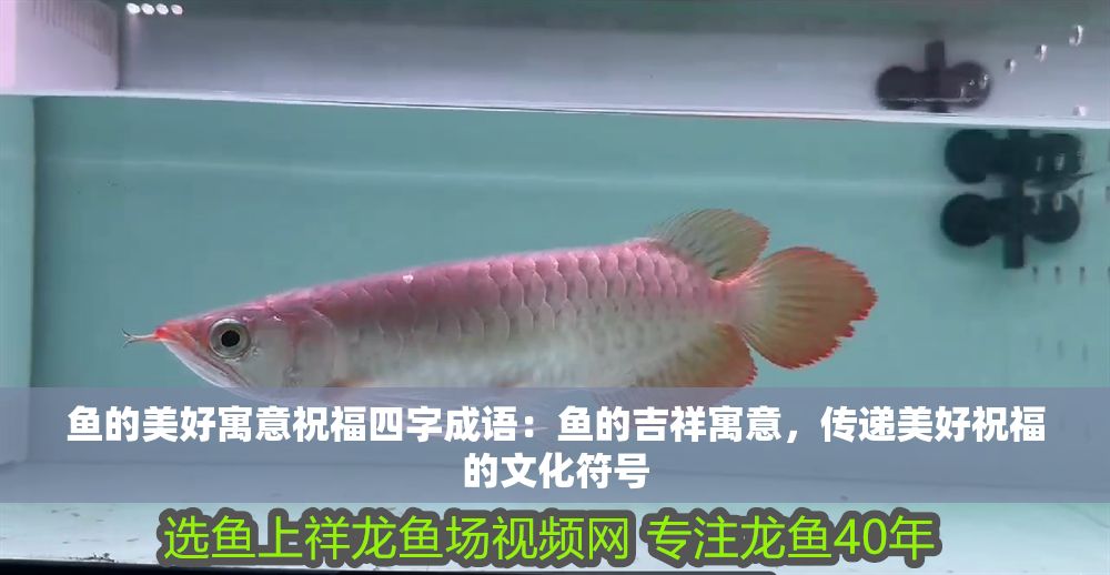 魚的美好寓意祝福四字成語：魚的吉祥寓意，傳遞美好祝福的文化符號