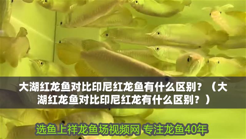 大湖紅龍魚對比印尼紅龍魚有什么區別？（大湖紅龍魚對比印尼紅龍有什么區別？）