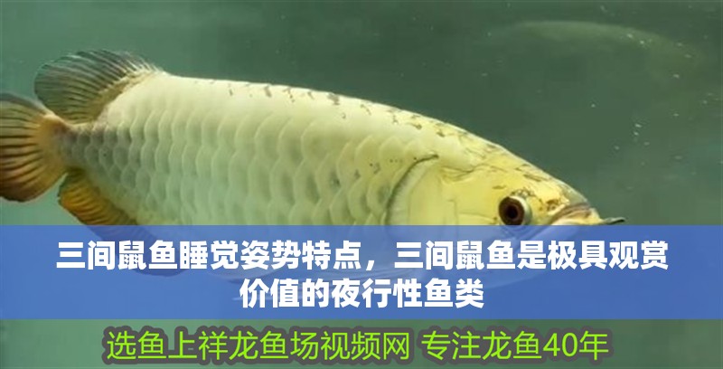 三間鼠魚睡覺姿勢特點，三間鼠魚是極具觀賞價值的夜行性魚類
