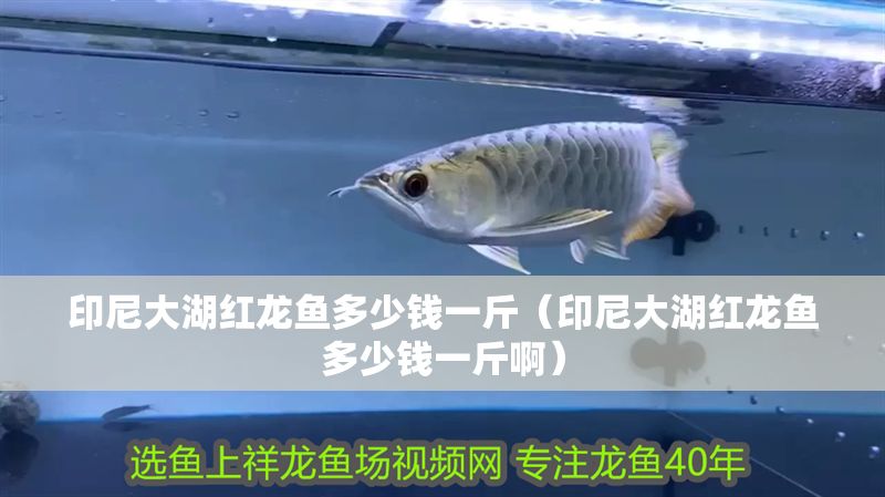印尼大湖紅龍魚多少錢一斤（印尼大湖紅龍魚多少錢一斤啊） 印尼大湖紅龍魚多少錢一斤（印尼大湖紅龍魚多少錢一斤啊） 大湖紅龍魚百科 第1張