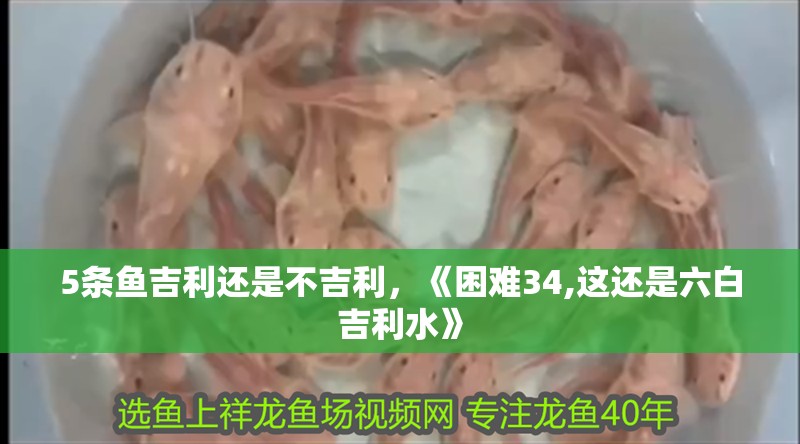 5條魚吉利還是不吉利，《困難34,這還是六白吉利水》