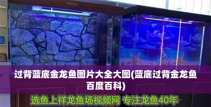過背藍(lán)底金龍魚圖片大全大圖(藍(lán)底過背金龍魚百度百科)