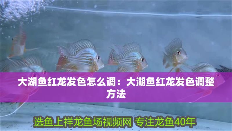 大湖魚紅龍發色怎么調：大湖魚紅龍發色調整方法
