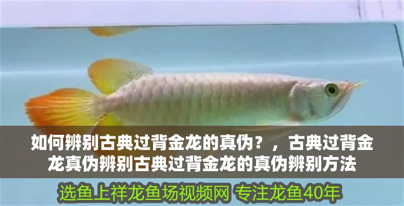 如何辨別古典過背金龍的真偽？，古典過背金龍真偽辨別古典過背金龍的真偽辨別方法