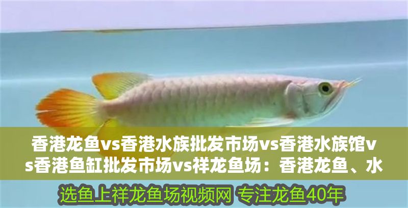 香港龍魚vs香港水族批發(fā)市場vs香港水族館vs香港魚缸批發(fā)市場vs祥龍魚場：香港龍魚、水族批發(fā)市場、水族館、香港魚缸批發(fā)市場地址