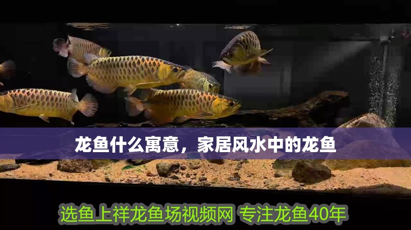 龍魚什么寓意，家居風水中的龍魚