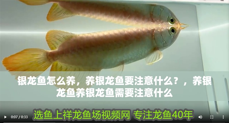 銀龍魚怎么養(yǎng)，養(yǎng)銀龍魚要注意什么？，養(yǎng)銀龍魚養(yǎng)銀龍魚需要注意什么