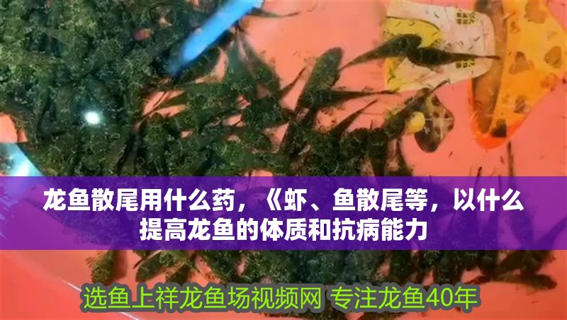 龍魚散尾用什么藥，《蝦、魚散尾等，以什么提高龍魚的體質(zhì)和抗病能力