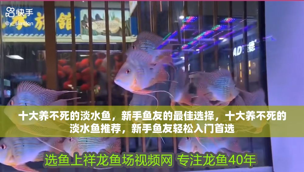 十大養不死的淡水魚，新手魚友的最佳選擇，十大養不死的淡水魚推薦，新手魚友輕松入門首選