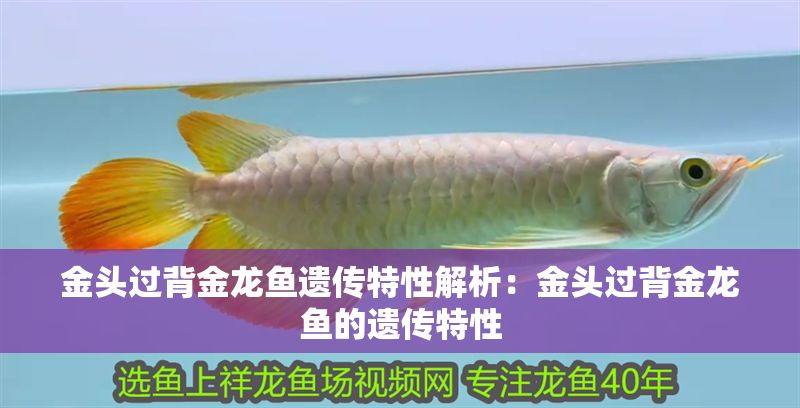 金頭過背金龍魚遺傳特性解析：金頭過背金龍魚的遺傳特性