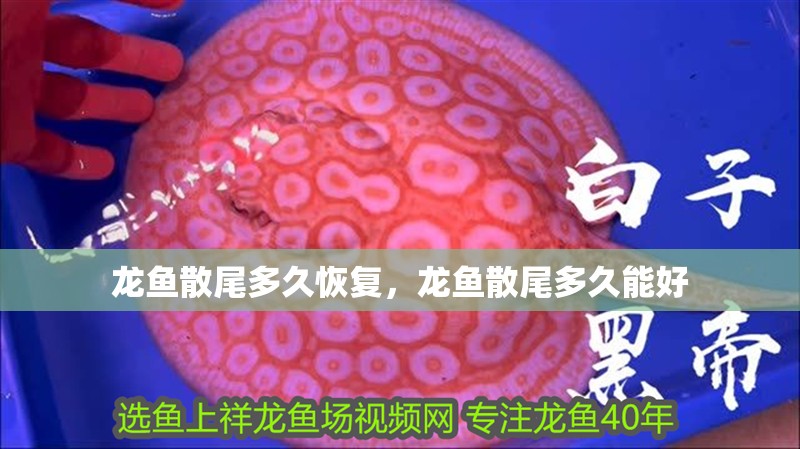 龍魚散尾多久恢復(fù)，龍魚散尾多久能好