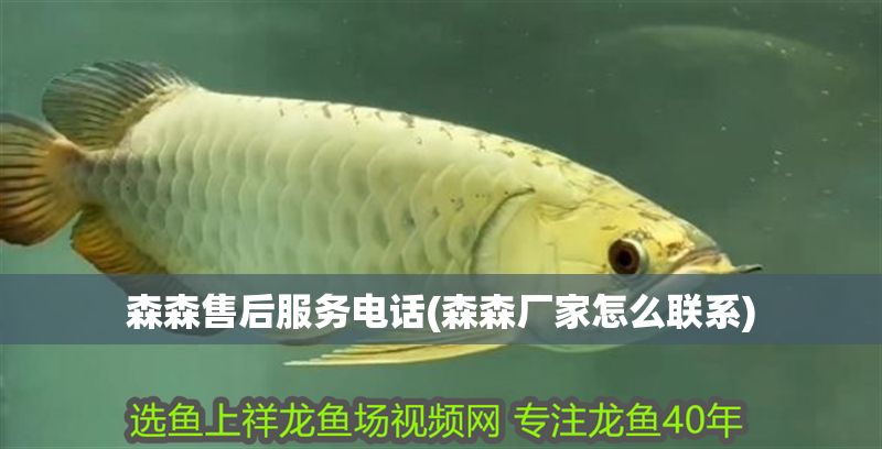 森森售后服務電話(森森廠家怎么聯系) 森森售后服務電話(森森廠家怎么聯系) 黃金貓魚百科 第1張