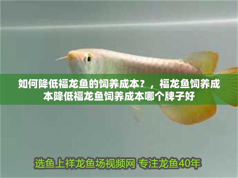 如何降低福龍魚的飼養成本？，福龍魚飼養成本降低福龍魚飼養成本哪個牌子好