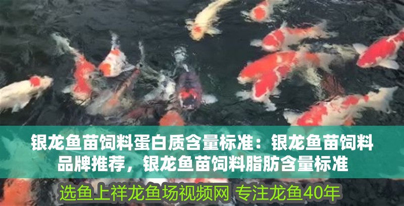 銀龍魚苗飼料蛋白質(zhì)含量標(biāo)準(zhǔn)：銀龍魚苗飼料品牌推薦，銀龍魚苗飼料脂肪含量標(biāo)準(zhǔn) 銀龍魚苗飼料蛋白質(zhì)含量標(biāo)準(zhǔn)：銀龍魚苗飼料品牌推薦，銀龍魚苗飼料脂肪含量標(biāo)準(zhǔn) 龍魚百科