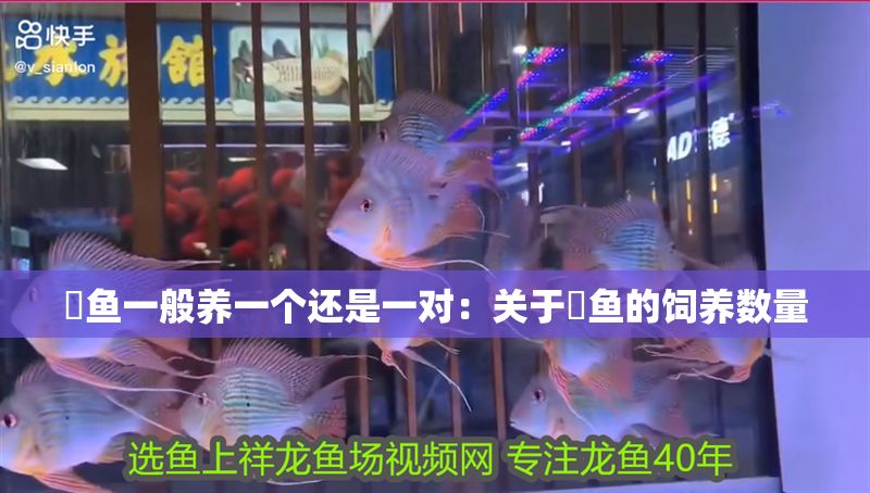 魟魚一般養一個還是一對：關于魟魚的飼養數量