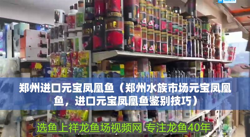 鄭州進(jìn)口元寶鳳凰魚（鄭州水族市場元寶鳳凰魚，進(jìn)口元寶鳳凰魚鑒別技巧） 鄭州進(jìn)口元寶鳳凰魚（鄭州水族市場元寶鳳凰魚，進(jìn)口元寶鳳凰魚鑒別技巧） 元寶鳳凰魚百科 第1張