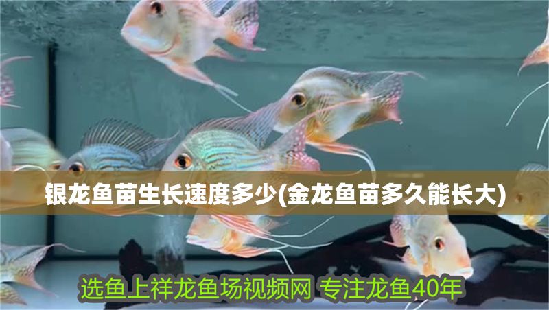 銀龍魚苗生長速度多少(金龍魚苗多久能長大)