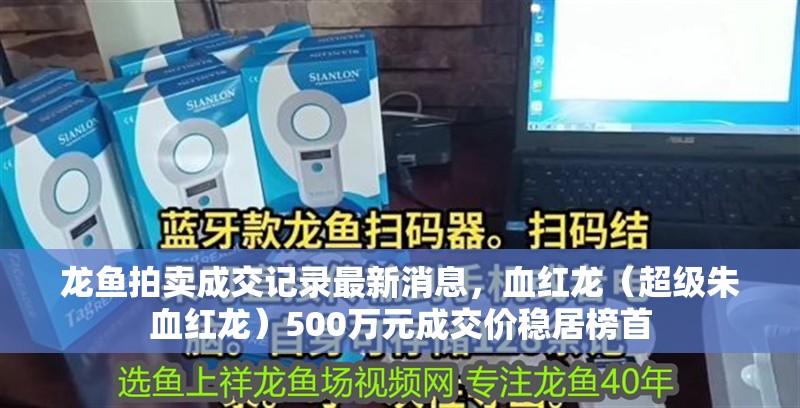 龍魚拍賣成交記錄最新消息，血紅龍（超級朱血紅龍）500萬元成交價穩居榜首