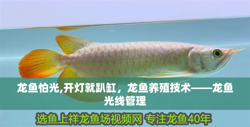 龍魚怕光,開燈就趴缸，龍魚養殖技術——龍魚光線管理