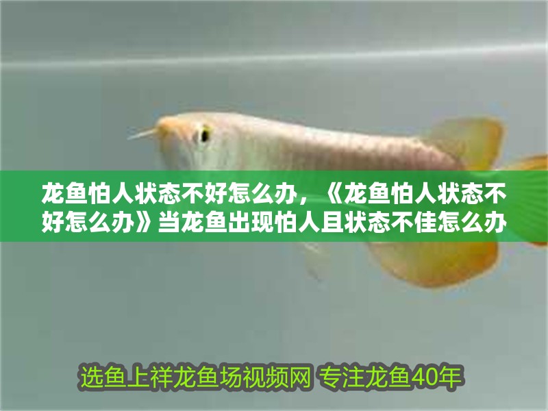 龍魚怕人狀態(tài)不好怎么辦，《龍魚怕人狀態(tài)不好怎么辦》當(dāng)龍魚出現(xiàn)怕人且狀態(tài)不佳怎么辦