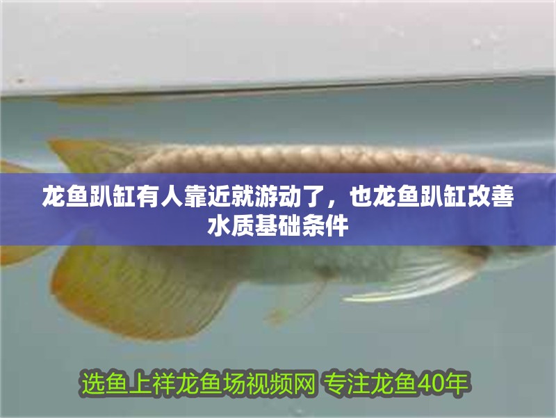 龍魚趴缸有人靠近就游動了，也龍魚趴缸改善水質基礎條件