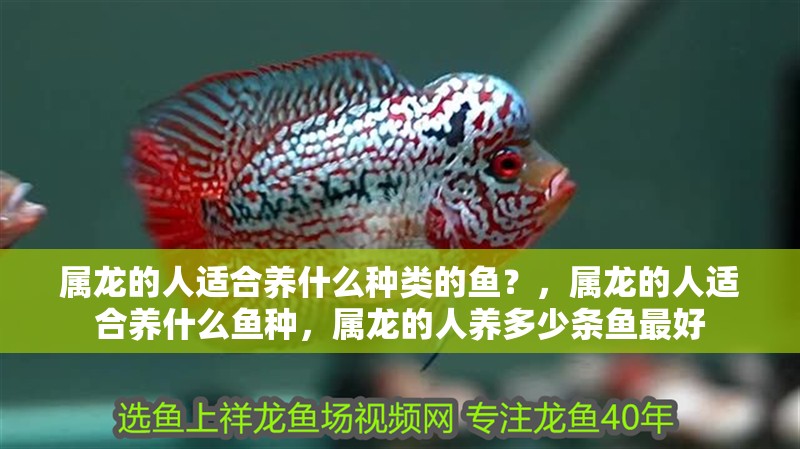 屬龍的人適合養(yǎng)什么種類的魚？，屬龍的人適合養(yǎng)什么魚種，屬龍的人養(yǎng)多少條魚最好