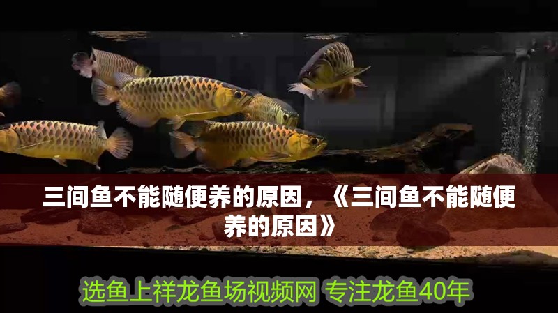 三間魚不能隨便養(yǎng)的原因，《三間魚不能隨便養(yǎng)的原因》