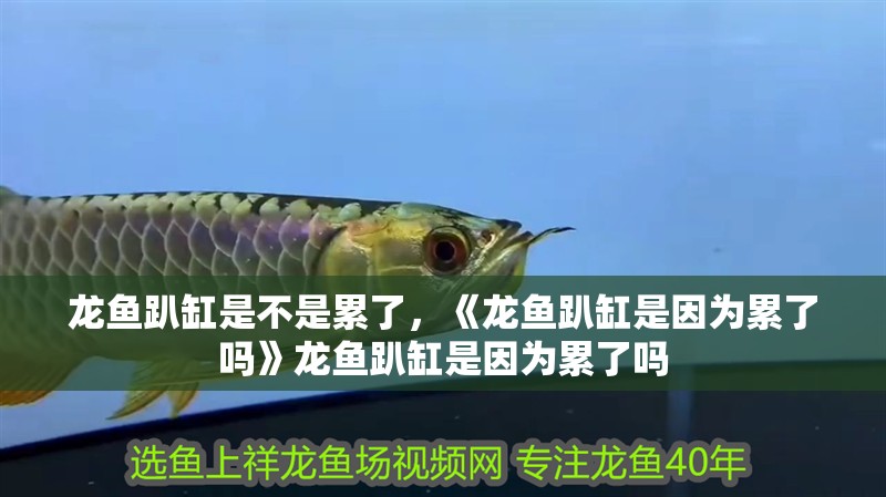 龍魚趴缸是不是累了，《龍魚趴缸是因為累了嗎》龍魚趴缸是因為累了嗎