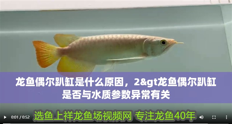 龍魚偶爾趴缸是什么原因，2&gt龍魚偶爾趴缸是否與水質參數異常有關