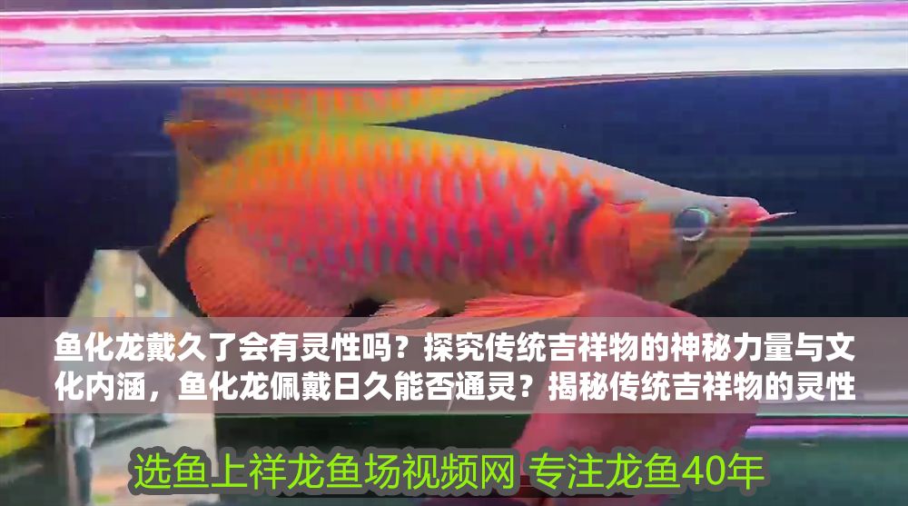 魚化龍戴久了會有靈性嗎？探究傳統吉祥物的神秘力量與文化內涵，魚化龍佩戴日久能否通靈？揭秘傳統吉祥物的靈性傳說與文化底蘊