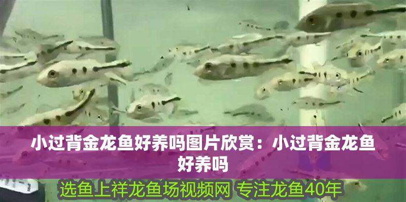 小過背金龍魚好養嗎圖片欣賞：小過背金龍魚好養嗎