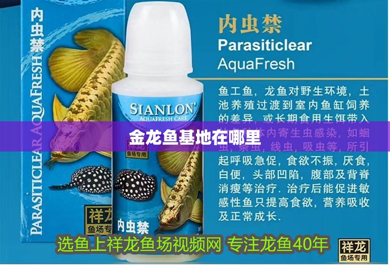 金龍魚基地在哪里