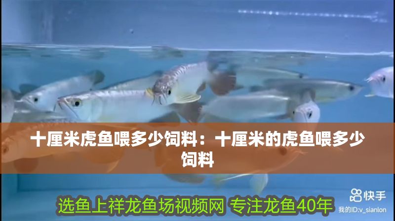 十厘米虎魚喂多少飼料：十厘米的虎魚喂多少飼料