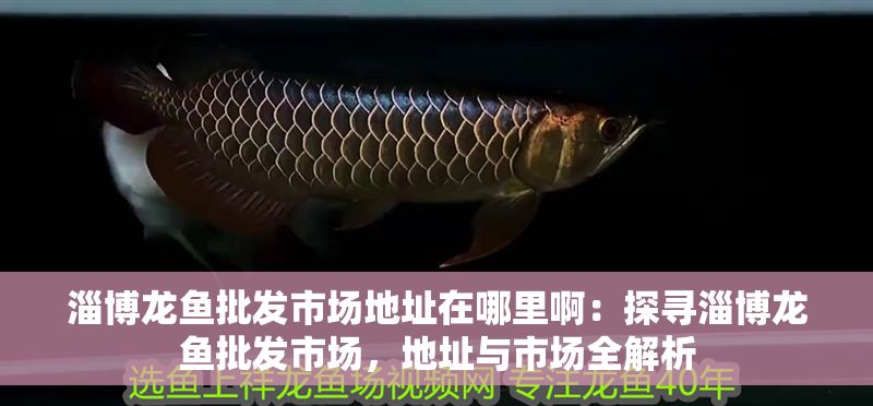 淄博龍魚批發(fā)市場地址在哪里?。禾綄ぷ筒堲~批發(fā)市場，地址與市場全解析
