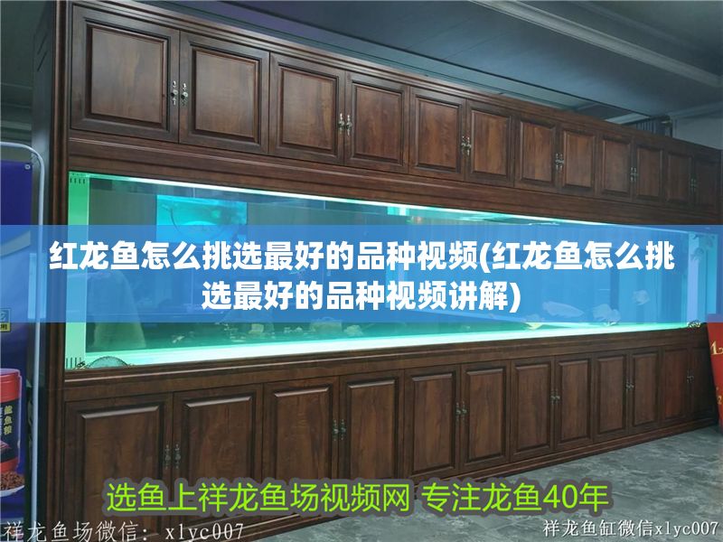 紅龍魚怎么挑選最好的品種視頻(紅龍魚怎么挑選最好的品種視頻講解)