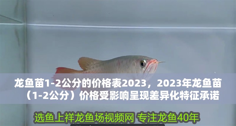 龍魚苗1-2公分的價格表2023，2023年龍魚苗（1-2公分）價格受影響呈現差異化特征承諾