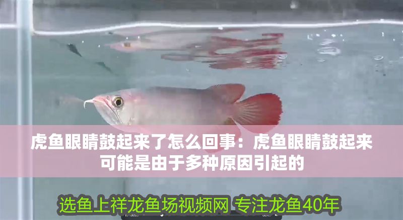 虎魚眼睛鼓起來了怎么回事：虎魚眼睛鼓起來可能是由于多種原因引起的 虎魚眼睛鼓起來了怎么回事：虎魚眼睛鼓起來可能是由于多種原因引起的 虎魚百科 第2張