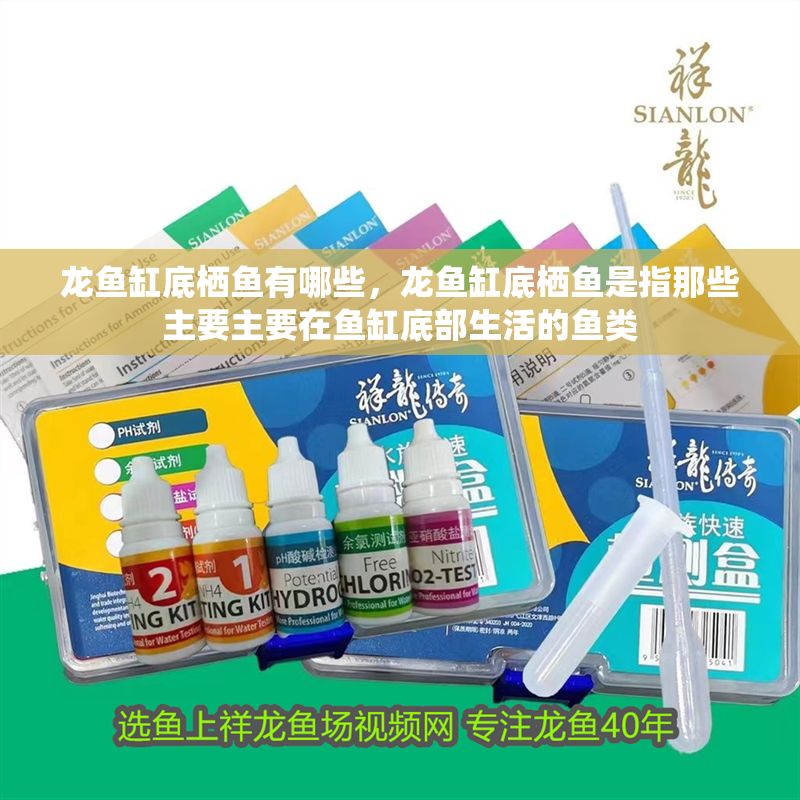 龍魚缸底棲魚有哪些，龍魚缸底棲魚是指那些主要主要在魚缸底部生活的魚類