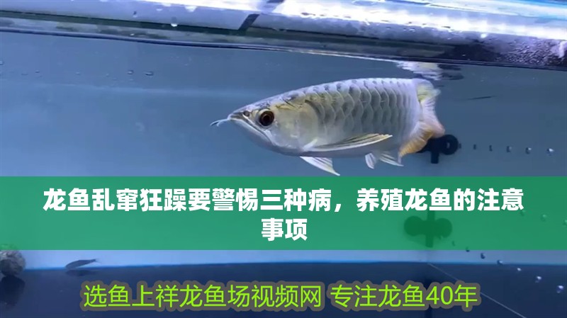 龍魚亂竄狂躁要警惕三種病，養殖龍魚的注意事項