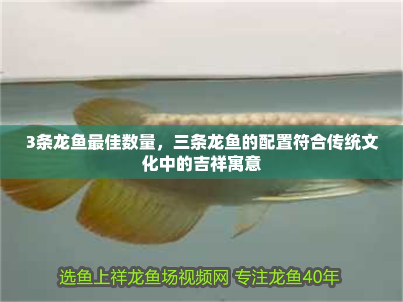 3條龍魚最佳數(shù)量，三條龍魚的配置符合傳統(tǒng)文化中的吉祥寓意 3條龍魚最佳數(shù)量，三條龍魚的配置符合傳統(tǒng)文化中的吉祥寓意 龍魚論壇