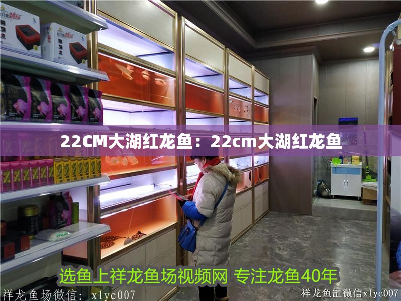 22CM大湖紅龍魚：22cm大湖紅龍魚 22CM大湖紅龍魚：22cm大湖紅龍魚 大湖紅龍魚百科 第2張