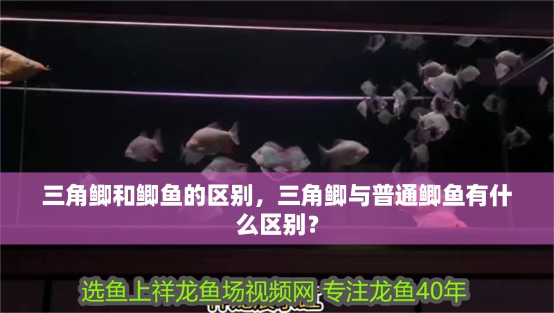 三角鯽和鯽魚的區(qū)別，三角鯽與普通鯽魚有什么區(qū)別？ 三角鯽和鯽魚的區(qū)別，三角鯽與普通鯽魚有什么區(qū)別？ 龍魚論壇