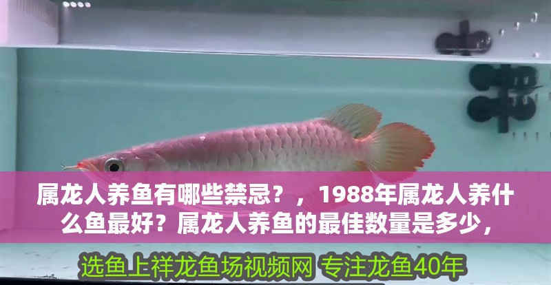 屬龍人養魚有哪些禁忌？，1988年屬龍人養什么魚最好？屬龍人養魚的最佳數量是多少， 屬龍人養魚有哪些禁忌？，1988年屬龍人養什么魚最好？屬龍人養魚的最佳數量是多少， 龍魚論壇
