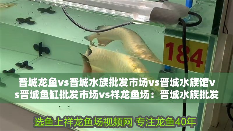 晉城龍魚vs晉城水族批發市場vs晉城水族館vs晉城魚缸批發市場vs祥龍魚場：晉城水族批發市場