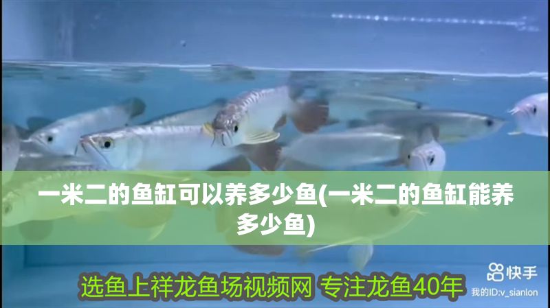 一米二的魚缸可以養多少魚(一米二的魚缸能養多少魚)
