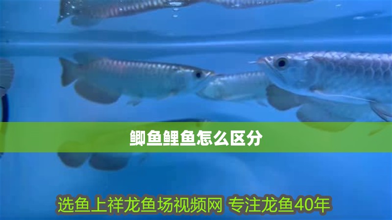 鯽魚鯉魚怎么區分 鯽魚鯉魚怎么區分 龍魚論壇