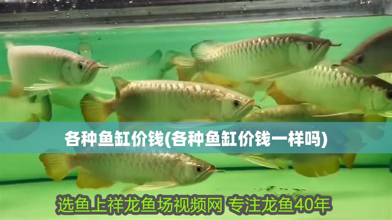 各種魚缸價(jià)錢(各種魚缸價(jià)錢一樣嗎)