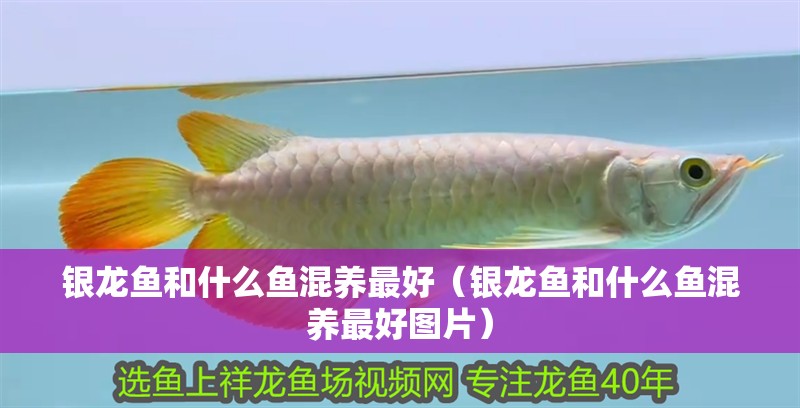 銀龍魚(yú)和什么魚(yú)混養(yǎng)最好（銀龍魚(yú)和什么魚(yú)混養(yǎng)最好圖片）